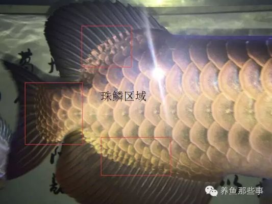 怎樣的金龍魚才算好（如何辨別金龍魚的底色優(yōu)劣，金龍魚鱗片排數(shù)與價(jià)值關(guān)系） 龍魚百科 第5張