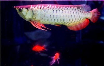 赤血紅龍魚生長過程（赤血紅龍魚幼魚飼料選擇，赤血紅龍魚青春期色彩變化）