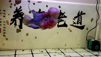 金龍魚營養(yǎng)需求詳解（關(guān)于金龍魚的問題） 水族問答