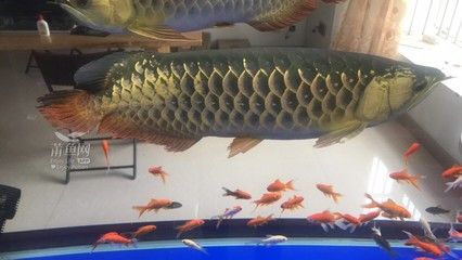 鄭州魚缸定做定制（鄭州魚缸定做價格對比） 龍魚百科 第2張