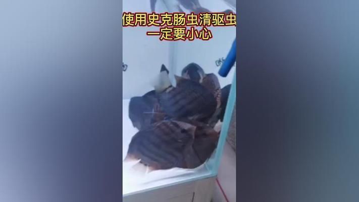 給你龍魚使用史克腸蟲清（使用史克腸蟲清給龍魚寄生蟲時可能會出現(xiàn)不良反應(yīng)）