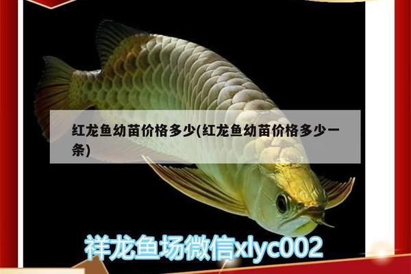 上門維修魚缸電話 24小時報修熱線多少 龍魚百科 第1張