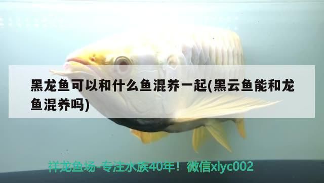 黑云魚咬龍魚嗎（黑云魚可以和龍魚混養(yǎng)嗎？）