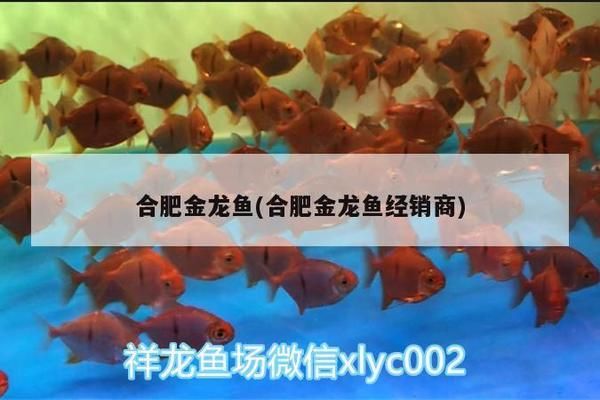 合肥金龍魚總代理在哪里?。ê戏式瘕堲~總代理） 龍魚百科 第2張