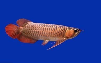 給龍魚吃的小魚是什么魚（給龍魚吃的小魚應(yīng)該注意消毒和適量的原則,龍魚飼料的選擇標(biāo)準(zhǔn)） 龍魚百科 第3張