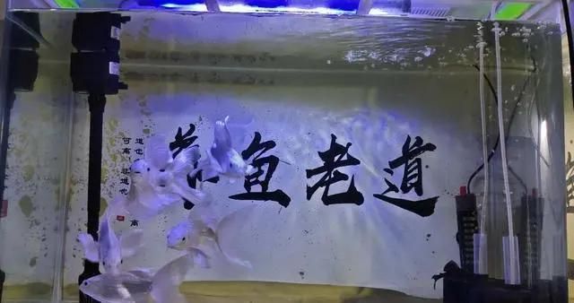 魚缸的壞處（魚缸安全防護方法介紹魚缸爆裂應急處理方法介紹） 龍魚百科 第4張