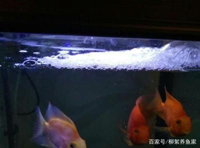 魚缸的壞處（魚缸安全防護方法介紹魚缸爆裂應急處理方法介紹） 龍魚百科 第6張