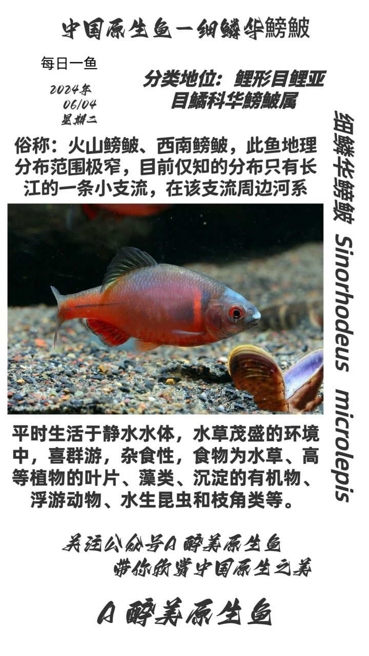 細(xì)鱗華鰟鮍（分布在重慶地區(qū),心情魚(yú)悅（偶然xy）評(píng)論） 觀賞魚(yú)論壇