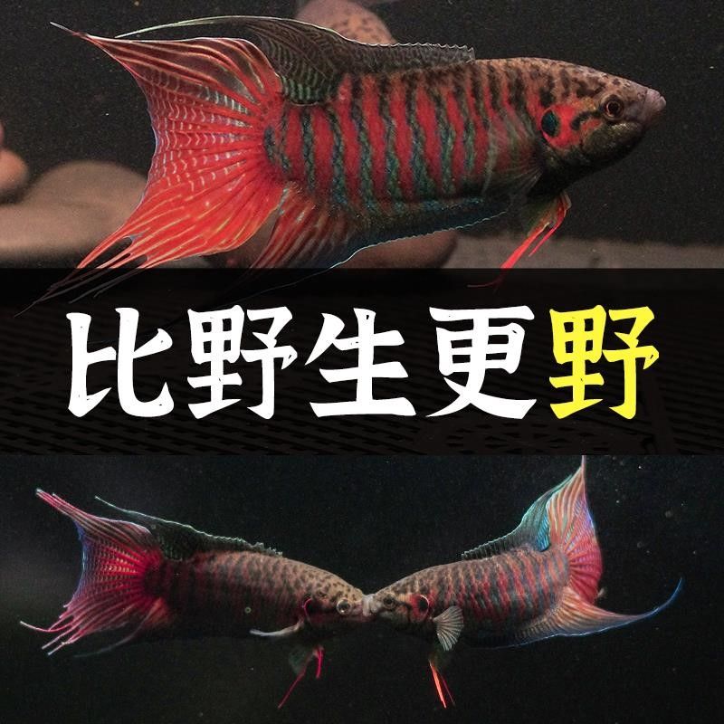 白化雷龍魚最忌三種水果（白化雷龍魚最忌三種水果的具體信息沒有找到關于白化雷龍魚的忌諱）