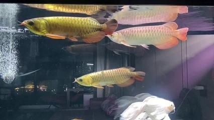 博世龍魚缸連鎖店怎么樣（博世龍水族用品有限公司怎么樣） 龍魚百科 第1張