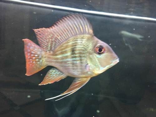 西寧進口元寶鳳凰魚（進口元寶鳳凰魚價格大小和是否帶芯片而有所不同） 元寶鳳凰魚百科 第5張