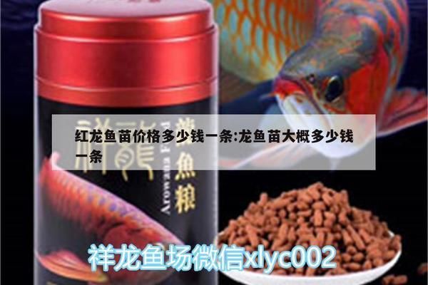 紅金龍魚苗多少錢一條（紅金龍魚苗價格大致在50-60元之間的價格對比） 龍魚百科 第1張