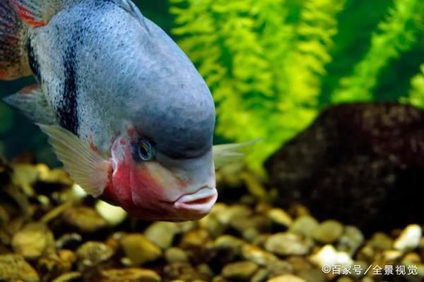 金龍魚亞麻籽油的正確食用方法（使用金龍魚亞麻籽油烹飪時(shí)有哪些注意事項(xiàng)？） 水族問答