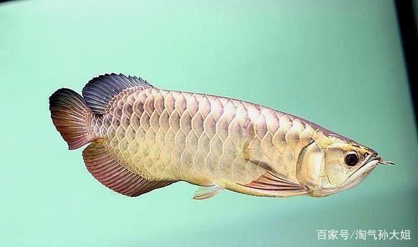 過(guò)背金龍魚特點(diǎn)（過(guò)背金龍魚以其獨(dú)特的外觀和較長(zhǎng)的壽命受到許多人喜愛(ài)）