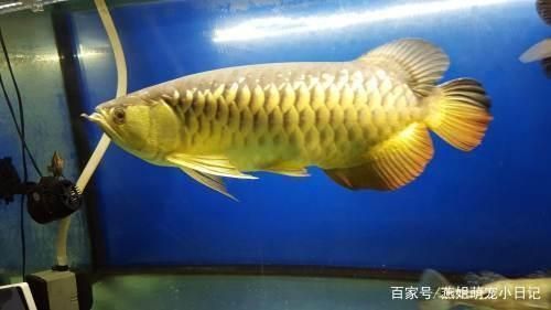 龍魚有什么品種價格多少（常見龍魚品種及其價格范圍是幾種常見龍魚品種及其價格范圍）