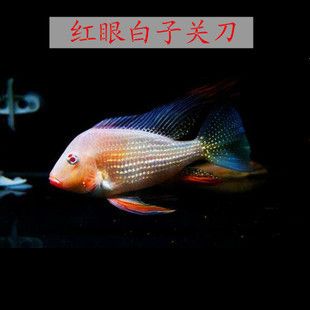 關刀魚可以和龍魚一起養(yǎng)嗎（關刀魚和龍魚是否能夠一起養(yǎng)，取決于多種因素） 龍魚百科 第4張