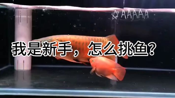 如何選擇龍魚（如何挑選一條高品質(zhì)的龍魚） 龍魚百科 第2張