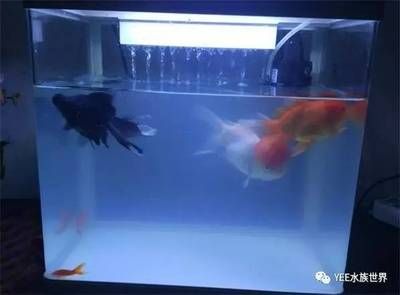 魚缸好與壞的區(qū)別是什么呢（如何挑選適合養(yǎng)魚的魚缸過濾系統(tǒng)的選購指南魚缸品牌口碑哪家強）