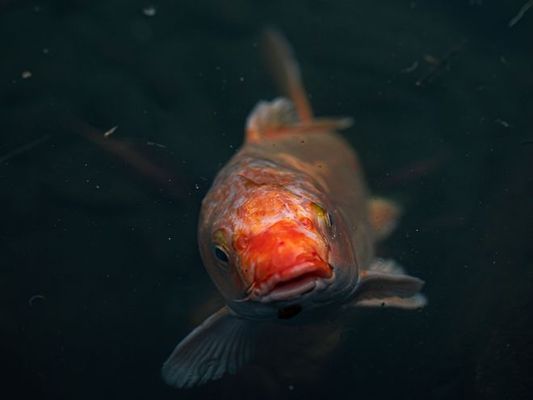 魚缸水發(fā)渾起泡沫是怎么回事（如何解決魚缸水發(fā)渾起泡沫） 龍魚百科 第3張