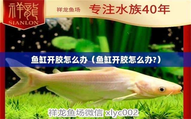 魚缸長時間不用會開膠嗎（如何選擇耐久魚缸膠水魚缸防開膠養(yǎng)護(hù)技巧） 龍魚百科 第1張