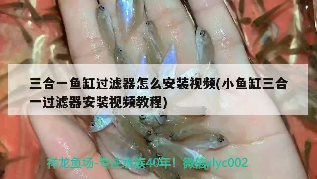 魚缸過濾器三合一怎么安裝視頻（如何維護(hù)魚缸過濾器延長(zhǎng)壽命）