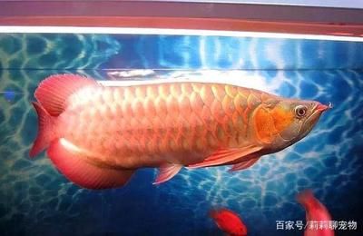 橙紅龍魚價(jià)格（橙紅龍魚與橙紅龍魚區(qū)別如何辨別優(yōu)質(zhì)橙紅龍魚的價(jià)格） 龍魚百科 第1張