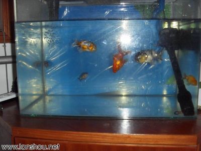 魚缸養(yǎng)什么魚容易存活（如何養(yǎng)護孔雀魚提高存活率） 龍魚百科 第5張