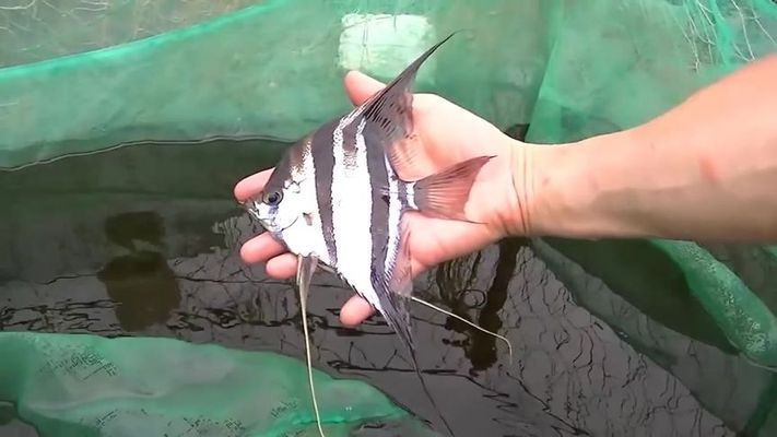 野生埃及神仙魚（埃及神仙魚的水質(zhì)要求，如何鑒別野生與養(yǎng)殖神仙魚）