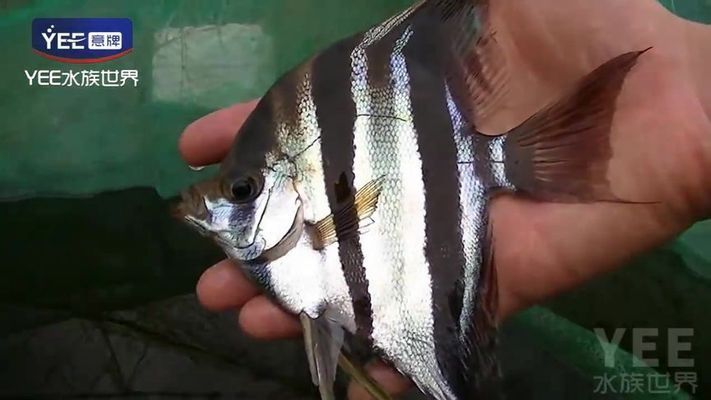 野生埃及神仙魚（埃及神仙魚的水質(zhì)要求，如何鑒別野生與養(yǎng)殖神仙魚）