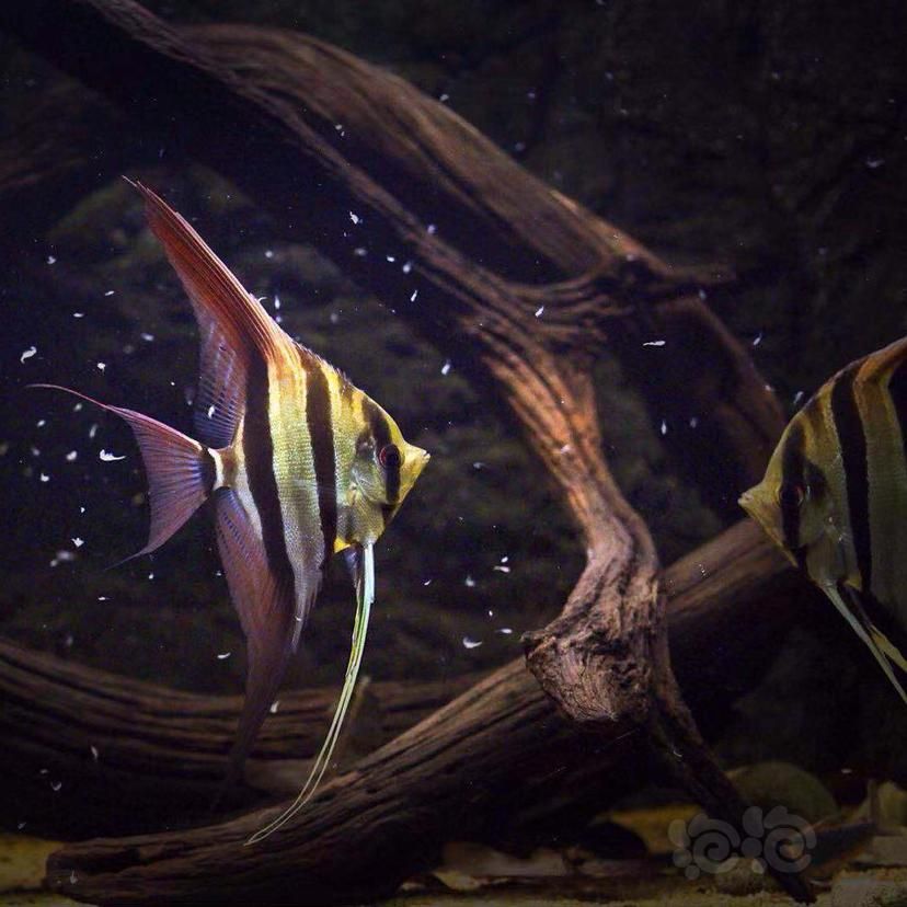 野生埃及神仙魚（埃及神仙魚的水質(zhì)要求，如何鑒別野生與養(yǎng)殖神仙魚） 龍魚百科 第5張