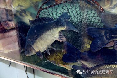 金龍魚飼養(yǎng)技巧與心得（關(guān)于金龍魚飼養(yǎng)的問題） 水族問答