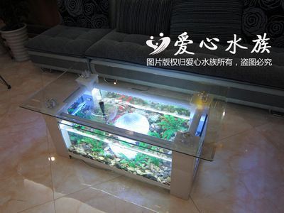 魚(yú)缸對(duì)身體有什么影響（如何正確維護(hù)魚(yú)缸減少危害） 龍魚(yú)百科 第4張