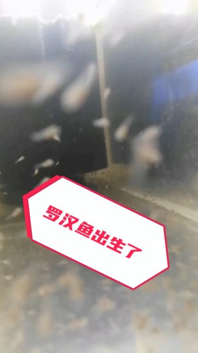 羅漢魚，出生的第一天（萌新入門中，還請多多關照） 觀賞魚論壇