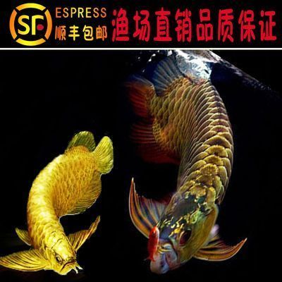 金龍魚實拍（金龍魚的飼養(yǎng)技巧有哪些金龍魚的市場價值如何）