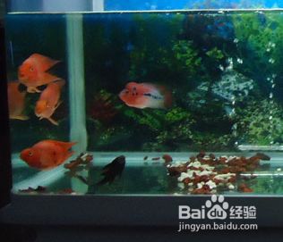 魚缸換水不久就變渾濁（如何維護魚缸硝化系統(tǒng)） 龍魚百科 第3張