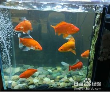 魚缸換水不久就變渾濁（如何維護魚缸硝化系統(tǒng)） 龍魚百科 第5張