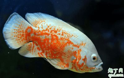 地圖魚(yú)和龍魚(yú)魚(yú)能一起養(yǎng)嗎（地圖魚(yú)和龍魚(yú)可以一起養(yǎng)嗎） 龍魚(yú)百科 第3張