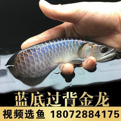 過背藍底金龍魚好養(yǎng)嗎（過背藍底金龍魚的飼養(yǎng)方式）