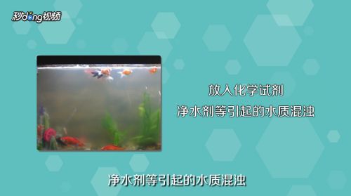 怎么樣能讓魚缸里的水變清澈（如何正確使用絮凝劑凈化魚缸水） 龍魚百科 第6張