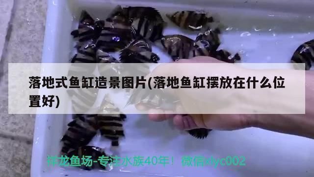 金龍魚適宜的水族箱布置（如何為金龍魚選擇最適宜的水族箱大小和深度？） 水族問答