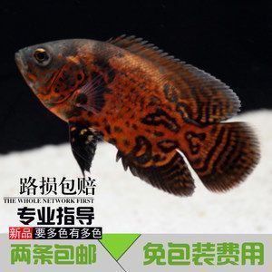 金龍魚品種大全（班加紅龍魚是金龍系的一種）