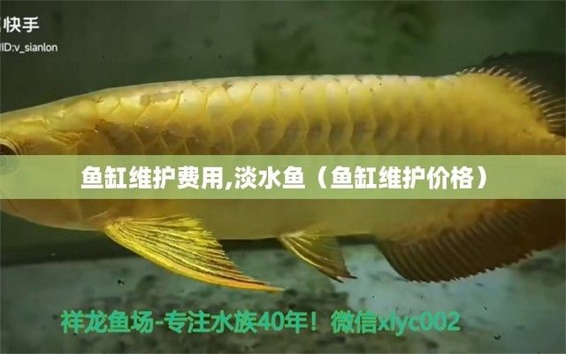 魚缸維護(hù)價(jià)格怎么算（如何自制魚缸水質(zhì)調(diào)節(jié)劑） 龍魚百科 第4張