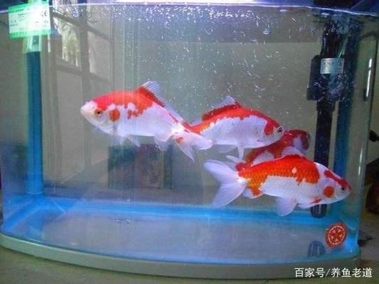 魚缸里的水渾濁有泡沫怎么回事（如何正確使用除氯劑魚缸過濾器維護(hù)技巧魚缸水質(zhì)老化的自然消散方式） 龍魚百科 第1張