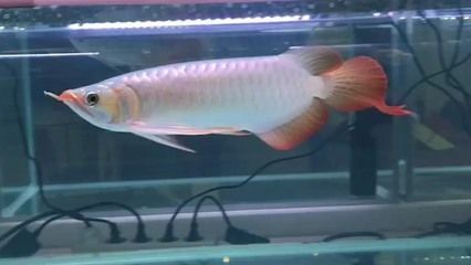 紅龍魚30公分一天喂一次多少（30公分長的紅龍魚每天喂食多少合適）