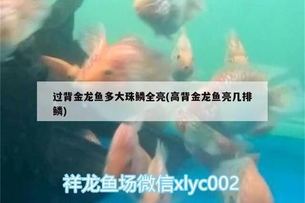 高背金龍魚亮幾排鱗（如何鑒別高背金龍魚）