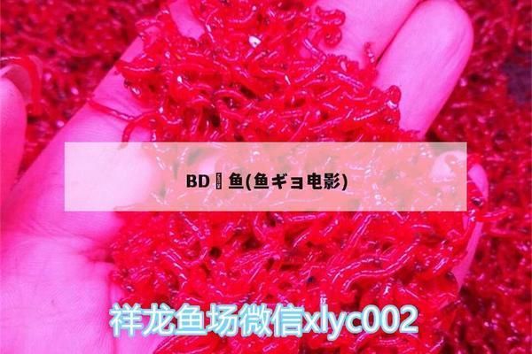 BD魟魚（bd魟魚是一種兼具觀賞價值和科研價值的水族寵物）