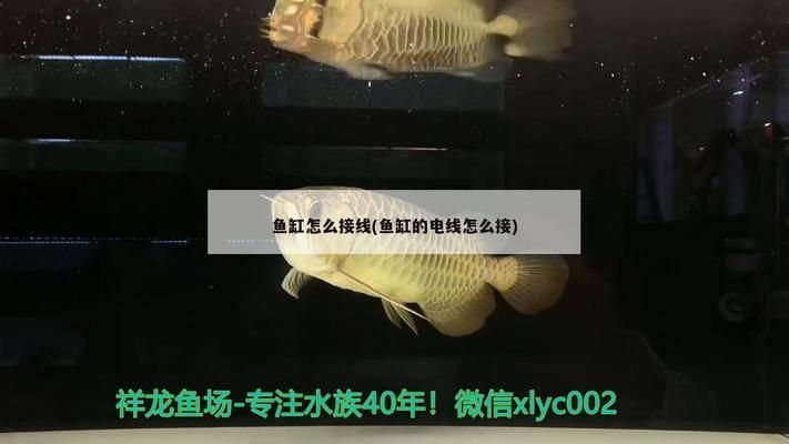 杭州龍魚批發(fā)市場地址電話（杭州龍魚市場介紹） 龍魚百科 第2張