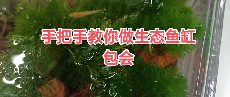 桌面魚缸造景教程怎么打開（小型魚缸適合養(yǎng)什么魚魚缸造景中的光照要求如何維護桌面魚缸水質）