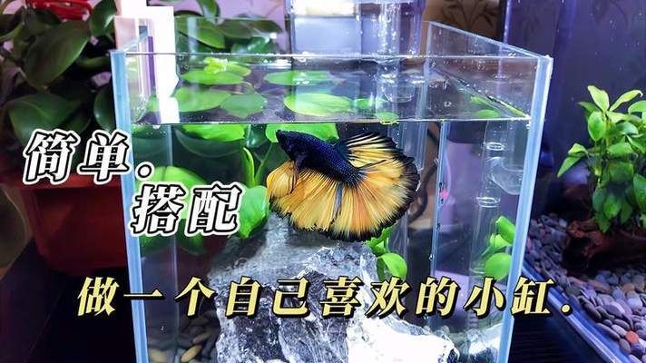 桌面魚缸造景教程怎么打開（小型魚缸適合養(yǎng)什么魚魚缸造景中的光照要求如何維護桌面魚缸水質(zhì)） 龍魚百科 第6張