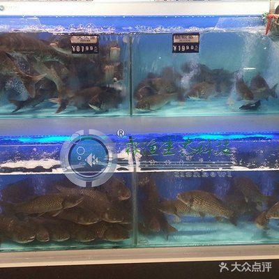 封閉式魚缸和開(kāi)放式魚缸哪種好（封閉式魚缸適合哪些魚類開(kāi)放式魚缸的維護(hù)技巧） 龍魚百科 第5張